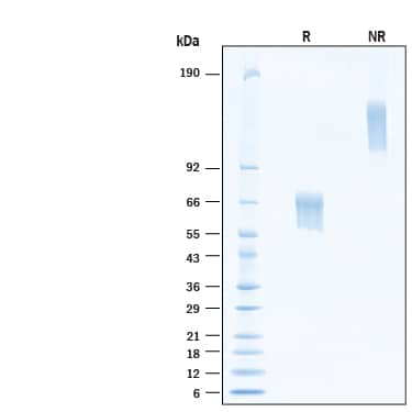 SDS-Page CD27/TNFRSF7 [Biotin]