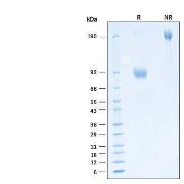 2 μg/lane of Biotinylated Recombinant Human Common  gamma  Chain/IL‑2 R gamma  Fc Chimera Avi-tag Protein (Catalog # AVI11045) was resolved with SDS-PAGE under reducing (R) and non-reducing (NR) conditions and visualized by Coomassie® Blue staining, showing bands at 85-95 kDa and 170-190 kDa, respectively.