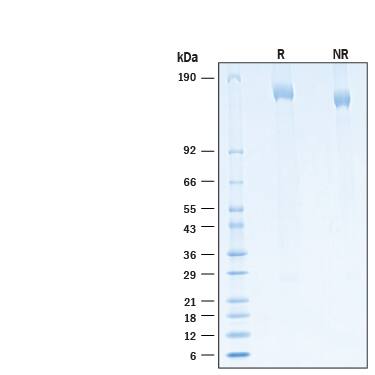 2 μg/lane of Biotinylated Recombinant SARS-CoV-2 B.1.1.529 Spike His-tag Avi-tag Protein (Catalog # AVI11060) was resolved with SDS-PAGE under reducing (R) and non-reducing (NR) conditions and visualized by Coomassie® Blue staining, showing bands at 153 - 170 kDa.
