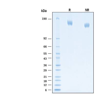 2 μg/lane of Biotinylated Recombinant SARS-CoV-2 B.1.1.529 Spike (GCN4-IZ) Avi-tag His-tag Protein (Catalog # AVI11061) was resolved with SDS-PAGE under reducing (R) and non-reducing (NR) conditions and visualized by Coomassie® Blue staining, showing bands at 154-170 kDa.