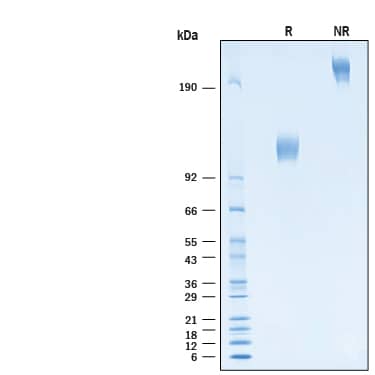 2 μg/lane of Biotinylated Recombinant Human Flt‑3/Flk‑2 Fc Chimera Avi-tag Protein (Catalog # AVI11064) was resolved with SDS-PAGE under reducing (R) and non-reducing (NR) conditions and visualized by Coomassie® Blue staining, showing bands at 105-125 kDa and 210-250 kDa, respectively.