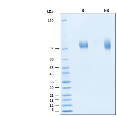 2 μg/lane of Biotinylated Recombinant Human gp130 His-tag Avi-tag Protein (Catalog # AVI11067) was resolved with SDS-PAGE under reducing (R) and non-reducing (NR) conditions and visualized by Coomassie® Blue staining, showing bands at 93-103 kDa.