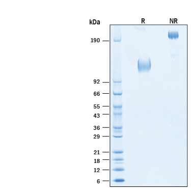 2 μg/lane of Biotinylated Recombinant Human CEACAM‑1/CD66a Fc Chimera Avi-tag Protein (Catalog # AVI11074) was resolved with SDS-PAGE under reducing (R) and non-reducing (NR) conditions and visualized by Coomassie® Blue staining, showing bands at 115-135 kDa and 230-270 kDa, respectively.