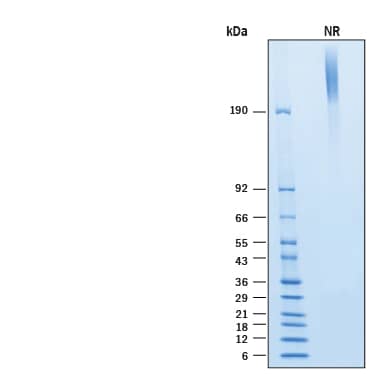 2 μg/lane of Biotinylated Recombinant Human Glypican 3 Fc Chimera Avi-tag Protein (Catalog # AVI11078) was resolved with SDS-PAGE under non-reducing (NR) condition and visualized by Coomassie® Blue staining, showing bands at >190 kDa.