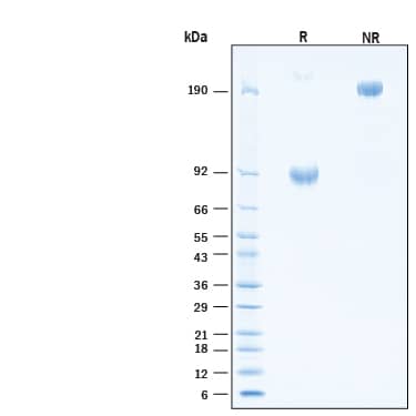 2 μg/lane of Biotinylated Recombinant Human IL‑1 RI Fc Chimera Avi-tag Protein (Catalog # AVI11085) was resolved with SDS-PAGE under reducing (R) and non-reducing (NR) conditions and visualized by Coomassie® Blue staining, showing bands at 85-95 kDa and 170-190 kDa, respectively.