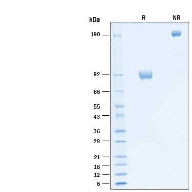2 μg/lane of Biotinylated Recombinant Human IL‑1 RAcP/IL‑1 R3 Fc Chimera Avi-tag Protein (Catalog # AVI11139) was resolved with SDS-PAGE under reducing (R) and non-reducing (NR) conditions and visualized by Coomassie® Blue staining, showing bands at 83-93 kDa and 170-190 kDa, respectively.