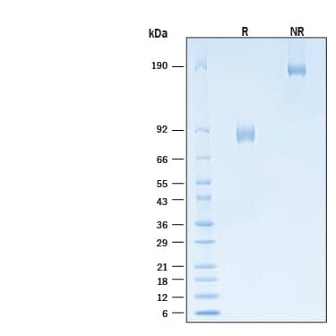 2 μg/lane of Biotinylated Recombinant Human IL-3R alpha/CD123 Fc Chimera Avi-tag Protein (Catalog # AVI11140) was resolved with SDS-PAGE under reducing (R) and non-reducing (NR) conditions and visualized by Coomassie® Blue staining, showing bands at 83-93 kDa and 170-190 kDa, respectively.