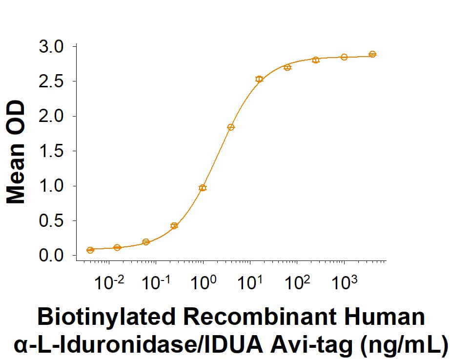 Measured by its binding ability in a functional ELISA. Biotinylated Recombinant Human  alpha -L-Iduronidase/IDUA His-tag Avi-tag binds (Catalog # AVI11180) to Human alpha -L-Iduronidase/IDUA Antibody (AF4119) with an ED50 of 0.800-8.00 ng/mL.