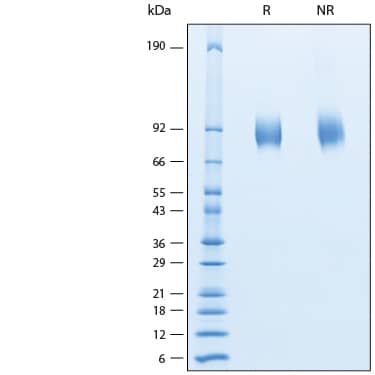 2 μg/lane of Recombinant Human IL-27 Ra/WSX-1/TCCR Avi-tag His-tag Protein (Catalog # AVI11270) was resolved with SDS-PAGE under reducing (R) and non-reducing (NR) conditions and visualized by Coomassie® Blue staining, showing bands at 81-92 kDa.