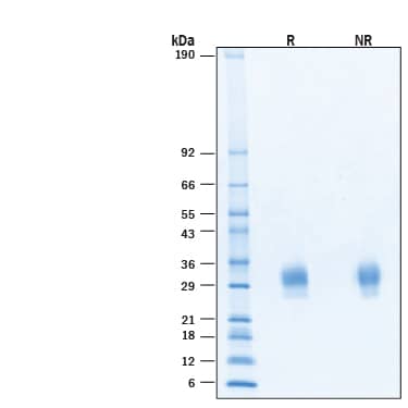 2 μg/lane of Recombinant Human IL‑22 Avi-tag Protein (Catalog # AVI11311) was resolved with SDS-PAGE under reducing (R) and non-reducing (NR) conditions and visualized by Coomassie® Blue staining, showing bands at 25-31 kDa, under reducing conditions.