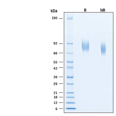 2 μg/lane of Biotinylated Recombinant Human TrkB His-tag Avi-tag Protein (Catalog # AVI11549) was resolved with SDS-PAGE under reducing (R) and non-reducing (NR) conditions and visualized by Coomassie® Blue staining, showing bands at  80-90 kDa, under reducing conditions.