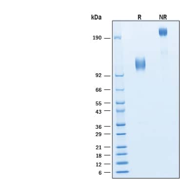 2 μg/lane of Biotinylated Recombinant Human TrkB Fc Chimera Avi-tag Protein (Catalog # AVI11645) was resolved with SDS-PAGE under reducing (R) and non-reducing (NR) conditions and visualized by Coomassie® Blue staining, showing bands at 106-120 kDa and 212-240 kDa, respectively.