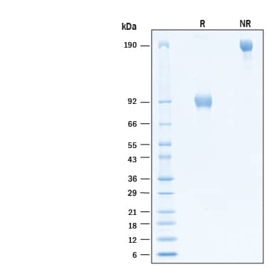 2 μg/lane of Biotinylated Recombinant Human IL‑18 R beta /IL‑1 R7 Fc Chimera Avi-tag Protein (Catalog # AVI118) was resolved with SDS-PAGE under reducing (R) and non-reducing (NR) conditions and visualized by Coomassie® Blue staining, showing bands at 87-97 kDa and 175-195 kDa, respectively.
