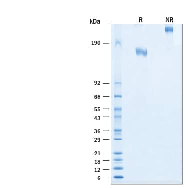 2 μg/lane of Biotinylated Recombinant Human Jagged 1 Fc Chimera Avi-tag Protein (Catalog # AVI1277) was resolved with SDS-PAGE under reducing (R) and non-reducing (NR) conditions and visualized by Coomassie® Blue staining, showing bands at 150-170 kDa and 300-340 kDa, respectively.