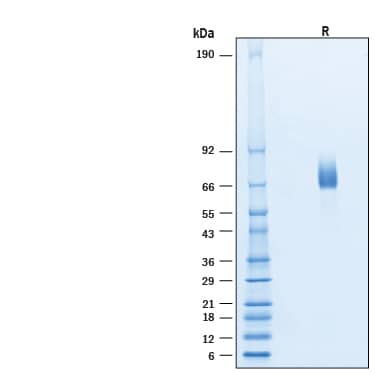 2 μg/lane of Biotinylated Recombinant Human DLL4 Avi-tag His-tag Protein (Catalog # AVI1506) was resolved with SDS-PAGE under reducing (R) condition and visualized by Coomassie® Blue staining, showing bands at 63-75 kDa.