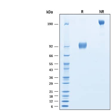 2 μg/lane of Biotinylated Recombinant Human IL-17RA/IL-17R Fc Chimera Avi-tag Protein (Catalog # AVI177) was resolved with SDS-PAGE under reducing (R) and non-reducing (NR) conditions and visualized by Coomassie® Blue staining, showing bands at 90-100 kDa and 180-200 kDa, respectively.