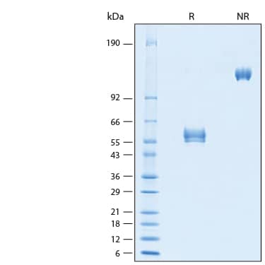 SDS-Page NKp30/NCR3 [Biotin]