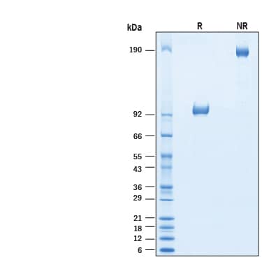 SDS-Page ILT4/CD85d/LILRB2 [Biotin]