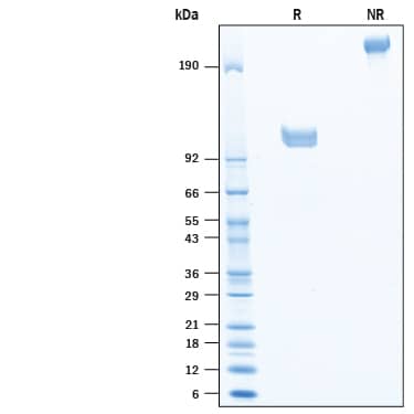 SDS-Page Siglec-10 [Biotin]