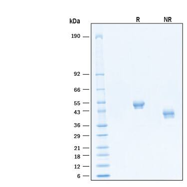 2 μg/lane of Biotinylated Recombinant Human Nectin‑2/CD112 His-tag Avi-tag Protein (Catalog # AVI2229) was resolved with SDS-PAGE under reducing (R) and non-reducing (NR) conditions and visualized by Coomassie® Blue staining, showing bands at 43-55 kDa.