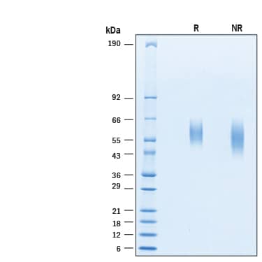 2 μg/lane of Biotinylated Recombinant Human Nectin‑1 His-tag Avi-tag Protein (Catalog # AVI2880) was resolved with SDS-PAGE under reducing (R) and non-reducing (NR) conditions and visualized by Coomassie® Blue staining, showing bands at 50-65 kDa.