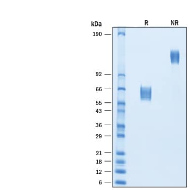 2 μg/lane of Biotinylated Recombinant Human TGF‑ beta  RII Fc Chimera Avi-tag Protein (Catalog # AVI341) was resolved with SDS-PAGE under reducing (R) and non-reducing (NR) conditions and visualized by Coomassie® Blue staining, showing bands at 56-72 kDa and 110-140 kDa, respectively.