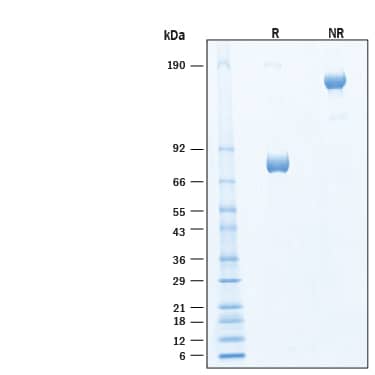 2 μg/lane of Biotinylated Recombinant Human SIRP gamma /CD172g Fc Chimera Avi-tag Protein (Catalog # AVI4486) was resolved with SDS-PAGE under reducing (R) and non-reducing (NR) conditions and visualized by Coomassie® Blue staining, showing bands at 72‑80 kDa and 140‑160 kDa, respectively.