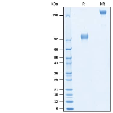 SDS-Page 5T4 [Biotin]
