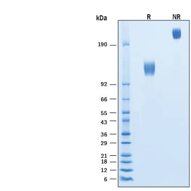 2 μg/lane of Biotinylated Recombinant Human PDGF R alpha  Fc Chimera Avi-tag Protein (Catalog # AVI6765) was resolved with SDS-PAGE under reducing (R) and non-reducing (NR) conditions and visualized by Coomassie® Blue staining, showing bands at 115-130 kDa and 230-260 kDa, respectively.