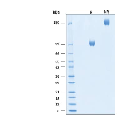 SDS-Page FGFR4 [Biotin]