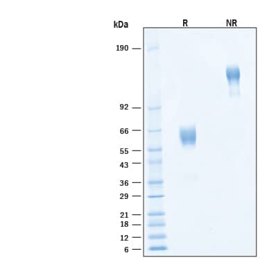 2 μg/lane of Biotinylated Recombinant Human TMIGD2/CD28H Fc Chimera Avi-tag Protein (Catalog # AVI8316) was resolved with SDS-PAGE under reducing (R) and non-reducing (NR) conditions and visualized by Coomassie® Blue staining, showing bands at 57-64 kDa and 114-122 kDa, respectively.