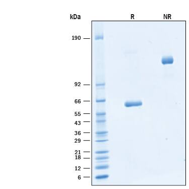 2 μg/lane of Biotinylated Recombinant Human CD277/BTN3A1 Fc Chimera Avi-tag Protein (Catalog # AVI8539) was resolved with SDS-PAGE under reducing (R) and non-reducing (NR) conditions and visualized by Coomassie® Blue staining, showing bands at 57‑65 kDa and 110‑130 kDa, respectively.