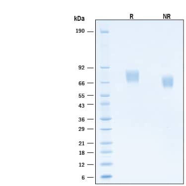 SDS-Page ILT2/CD85j/LILRB1 [Biotin]