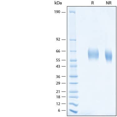 2 μg/lane of Recombinant Human IL-1 RAcP/IL-1 R3 His-tag Avi-tag Protein (Catalog # AVI9176) was resolved with SDS-PAGE under reducing (R) and non-reducing (NR) conditions and visualized by Coomassie® Blue staining, showing bands at 59-65 kDa.