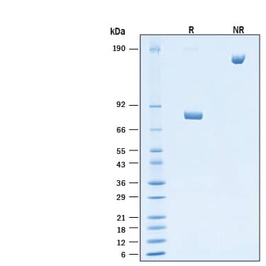 2 μg/lane of Biotinylated Recombinant Human Nectin‑2/CD112 Fc Chimera Avi-tag Protein (Catalog # AVI9317) was resolved with SDS-PAGE under reducing (R) and non-reducing (NR) conditions and visualized by Coomassie® Blue staining, showing bands at 74 - 84 kDa and 148 - 168 kDa, respectively.