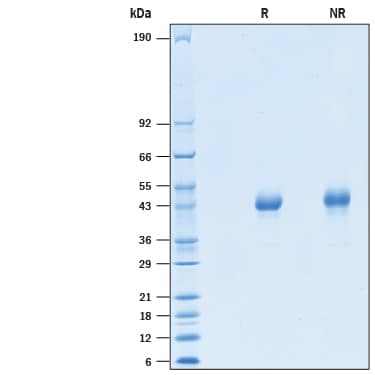 SDS-Page OX40/TNFRSF4 [Biotin]