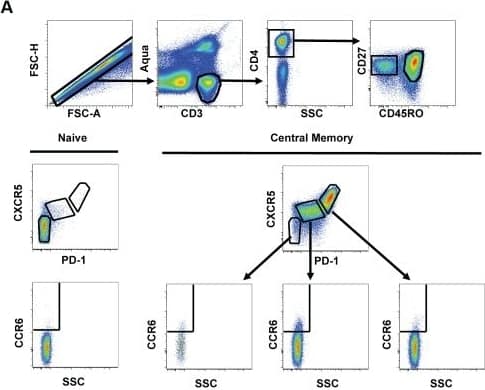 Relationship between pTFH cells and TFH cells in human tonsil.(A) Representative flow cytometry plots from HIV-uninfected, pediatric tonsils showing the gating scheme for determining the frequency of CCR6high cells in TFH (CXCR5highPD-1high) and non-TFH populations. (B) Bar graphs showing the frequency of CCR6high cells in TFH and non-TFH populations in human tonsils (n = 5). (C) Heatmap analysis of selected genes from RNA-seq data comparing pTFH cells (CXCR5highCCR6highPD-1high) from HIV-uninfected donors, pTFH cells from HIV-infected donors, non-TFH CD4 memory tonsil cells (CM CD57lowPD-1dimCCR7highCCR5lowCXCR4low), non-germinal center TFH tonsil cells (CM CD57lowPD-1highCCR7lowCXCR5high) and germinal center TFH tonsil cells (CM PD-1highCD57high) from HIV-uninfected donors. (D) Top: Comparison of MAF expression on CD4 T cells from blood or tonsil. Bottom: Geometric mean (MFI) of MAF expression in the indicated populations of central memory CD4 T cells normalized to MAF MFI in naïve CD4 T cells. Image collected and cropped by CiteAb from the following publication (//pubmed.ncbi.nlm.nih.gov/24497824), licensed under a CC-BY license. Not internally tested by R&D Systems.