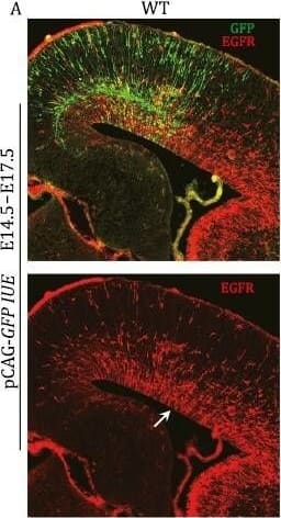 BMP7-SMAD signaling inhibits EGFR expression. (A and B) IUE of vectors that express either GFP (control) or Bmp7-GFP in E14.5 WT mouse cortex. At E17.5, EGFR expression was significantly downregulated and pSMAD1/5/9 expression was strongly upregulated in the Bmp7-IUE cortex (arrows). (C) In the hGFAP-Cre;Smad4F/F cortex, Bmp7-IUE showed less EGFR inhibition. (D) Quantification of numbers of EGFR-expressing cells in the cortex. (E) Bmp7 was overexpressed in the E14.5 or E15.5 cortex using IUE. The cortical GLI3R to GLI3FL ratio was significantly increased 48 h later (see Western blot in Fig. S8). Image collected and cropped by CiteAb from the following open publication (//academic.oup.com/proteincell/article/15/1/21/7193717), licensed under a CC-BY license. Not internally tested by R&D Systems.