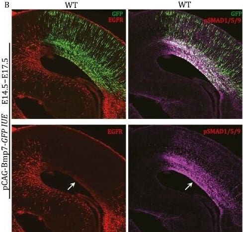 BMP7-SMAD signaling inhibits EGFR expression. (A and B) IUE of vectors that express either GFP (control) or Bmp7-GFP in E14.5 WT mouse cortex. At E17.5, EGFR expression was significantly downregulated and pSMAD1/5/9 expression was strongly upregulated in the Bmp7-IUE cortex (arrows). (C) In the hGFAP-Cre;Smad4F/F cortex, Bmp7-IUE showed less EGFR inhibition. (D) Quantification of numbers of EGFR-expressing cells in the cortex. (E) Bmp7 was overexpressed in the E14.5 or E15.5 cortex using IUE. The cortical GLI3R to GLI3FL ratio was significantly increased 48 h later (see Western blot in Fig. S8). Image collected and cropped by CiteAb from the following open publication (//academic.oup.com/proteincell/article/15/1/21/7193717), licensed under a CC-BY license. Not internally tested by R&D Systems.