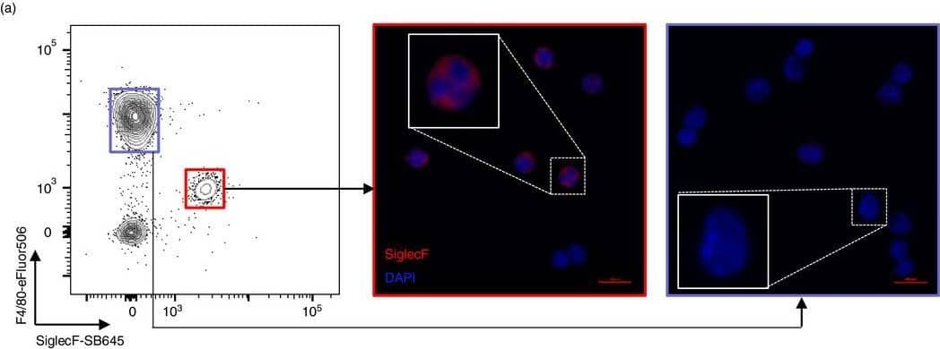 Wild house mice harbour a large pool of eosinophils in spleen and bone marrow. Spleens, peritoneal exudate cells (PEC) and bone marrow (BM) were collected from wild house mice from the Isle of May between September and December 2019, as well as from naïve C57BL/6 mice. (a) PEC cells from wild mice FACS sorted on either Siglec‐F+F4/80int or Siglec‐F−F4/80hi were cytospun and stained with DAPI (blue) and anti‐Siglec‐F antibody (red); n = 1. (b) ImageStream analysis of wild mouse splenic Siglec‐F+ cells, representative of 5 mice. (c) Proportion of Siglec‐F+F4/80int eosinophils and Siglec‐F−F4/80−Ly6G+ neutrophils among the myeloid cell population in laboratory and wild mice. Box plots show median with interquartile range. Laboratory versus wild eosinophil proportions were analysed using a two‐tailed Mann–Whitney U‐test; n(Lab) = 16 (Spleen, PEC), 10 (BM); n(Wild) = 25 (Spleen, PEC), 10 (BM) Image collected and cropped by CiteAb from the following open publication (//pubmed.ncbi.nlm.nih.gov/34486729), licensed under a CC-BY license. Not internally tested by R&D Systems.