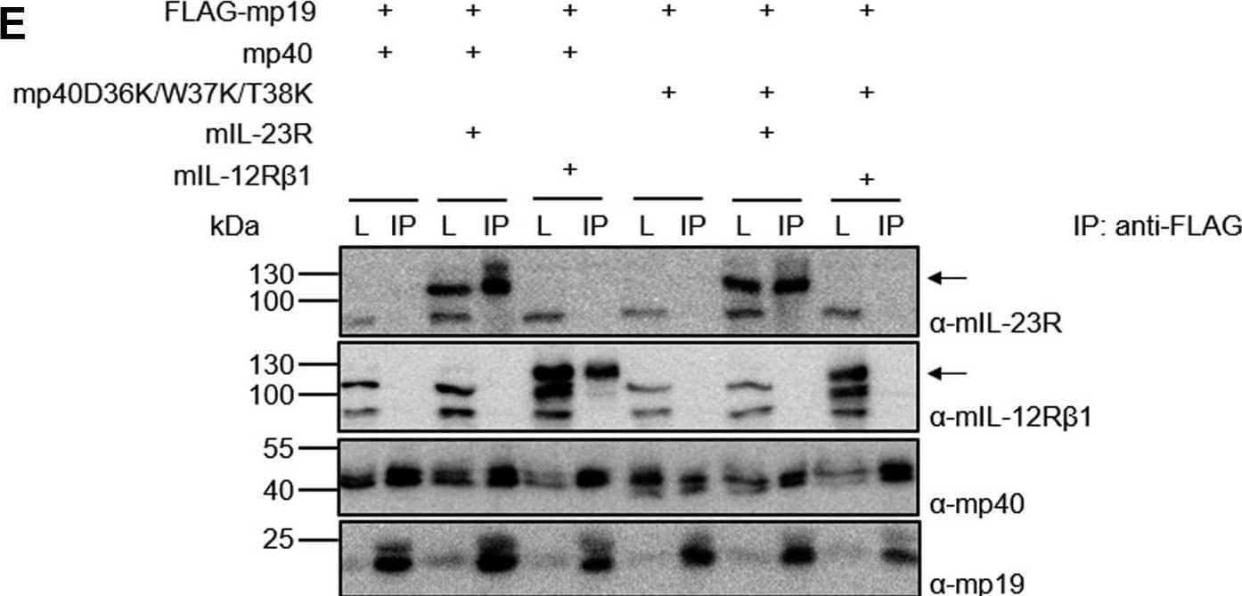Murine p40 with D36K/W37K/T38K substitutions interacts with murine p19 but not with murine IL-12R beta 1.A, structure of hIL-23 extracted from the structure of the IL-23:IL-23R complex structure (PDB 5mzv). A flexible linker sequence connecting p40 and p19 is indicated. B, Western blot analysis of secreted murine HIL-23, mp19 and mp40 variants from transfected CHO-K1 cells. The position of mp19 and mp40 variants is indicated by arrows. C, cellular proliferation of Ba/F3-gp130-mIL-12R beta 1-mIL-23R cells. The cells were cultured for 3 days in the presence of 10 ng/ml HIL-6 or with the indicated cytokines (10% conditioned cell culture supernatant of transfected CHO-K1 cells). Parental Ba/F3-gp130 cells were used as controls. The results of one representative experiment of three are shown. Error bars represent S.D. for technical replicates. Statistical analysis used a one-way ANOVA, followed by Bonferroni correction (n = 3), ∗∗∗p ≤ 0.001. D, analysis of STAT3 and ERK1/2 activation. Ba/F3-gp130-mIL-12R beta 1-mIL-23R cells were washed, starved, and stimulated with the indicated cytokines (10% conditioned cell culture supernatant of transfected CHO-K1 cells) for 30 min. Cellular lysates were prepared, and equal amounts of total protein (50 μg/lane) were loaded on SDS-PAA gels, followed by immunoblotting using specific antibodies for phospho-STAT3, STAT3, phospho-ERK1/2, and ERK1/2. Western blotting data show results of one representative experiment of two. E, co-IP of FLAG-tagged murine mp19 coexpressed with either mp40 or mp40D36K/W37K/T38K and full-length mIL-12R beta 1 or mIL-23R. The position of mIL-23R and mIL-12R beta 1 is indicated by arrows. One of two independent experiments is shown. Image collected and cropped by CiteAb from the following open publication (//pubmed.ncbi.nlm.nih.gov/34637790), licensed under a CC-BY license. Not internally tested by R&D Systems.