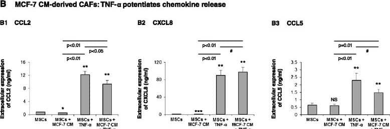 TNF-alpha  induces potent elevation in inflammatory traits in MSCs and Tumor-CM-generated CAFs. Human BM-derived MSCs were cultured with Tumor CM from MDA-MB-231 cells (MDA) (A) or from MCF-7 cells (B) over a prolonged period of time (~30 days). TNF-alpha  (50 ng/ml) or its vehicle (in control cells) was added for the last 24 hours. Expression of CCL2, CXCL8 and CCL5 was then determined in supernatants of the cells. (A) Expression of the chemokines in the four experimental groups included in the study: MSCs grown in culture for ~30 days without any additional stimulus (MSCs); MSCs grown in culture for ~30 days in the presence of Tumor CM derived from MDA-MB-231 cells (MSCs + MDA CM); MSCs grown in culture for ~30 days and stimulated by TNF-alpha  at the last 24 hours of culture (MSCs + TNF-alpha ); and MSCs grown in culture for ~30 days in the presence of Tumor CM derived from MDA-MB-231 cells and stimulated by TNF-alpha  at the last 24 hours of culture (MSCs + MDA CM + TNF-alpha ). Expression of CCL2 (A1), CXCL8 (A2) and CCL5 (A3) was determined by ELISA, in the linear range of absorbance. (B) Experimental design as in (A), but with MCF-7-derived CM. In each panel, the findings are representatives of at least n = 3 experiments that have shown similar results. In comparisons between MSCs and all other groups: *P <0.05, **P ≤0.01, ***P ≤0.001. NS, not significant. #Differences between the two indicated groups have shown variability in n ≥ 3 independent experiments and overall were not significant. Image collected and cropped by CiteAb from the following publication (//pubmed.ncbi.nlm.nih.gov/25928089), licensed under a CC-BY license. Not internally tested by R&D Systems.