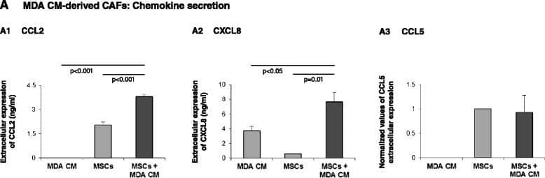 Impact of prolonged stimulation by Tumor CM on the release of inflammatory chemokines by the resulting CAFs. Human BM-derived MSCs were cultured with Tumor CM from MDA-MB-231 cells (MDA) (A) or MCF-7 cells (B) over a prolonged period of time (~30 days; MSCs + MDA CM or MSCs + MCF-7 CM, respectively). Twenty-four hours after medium exchange to fresh Tumor CM, cell supernatants were collected and the expression of CCL2 (A1, B1), CXCL8 (A2, B2) and CCL5 (A3, B3) was determined in comparison with supernatants of MSCs that were not supplemented with CM (MSCs) and with the original Tumor CM of MDA-MB-231 or MCF-7 cells alone (MDA CM or MCF-7 CM, respectively). Chemokine expression was determined by ELISA, in the linear range of absorbance. (A1), (A2), (B1) Representatives of n = 3 independent experiments that have shown similar results. (A3), (B2), (B3) Ratios between MSCs and MSCs + Tumor CM were not consistent in different experimental repeats. Therefore, in these panels, the findings are presented as mean ± standard deviation of normalized values (MSCs were given the value of 1) obtained in relevant experimental repeats (at least n = 3). Image collected and cropped by CiteAb from the following publication (//pubmed.ncbi.nlm.nih.gov/25928089), licensed under a CC-BY license. Not internally tested by R&D Systems.