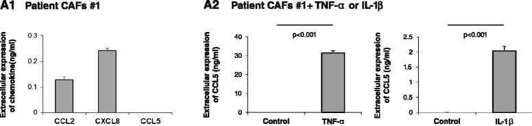 Basal and cytokine-induced release of inflammatory chemokines by patient CAFs. CAFs were isolated from lung metastasis of a breast cancer patient (CAFs #1) or from a primary tumor of a different breast cancer patient (CAFs #2). (A1, B1) Expression of the pro-malignancy chemokines CCL2, CXCL8 and CCL5 was determined by ELISA, in the linear range of absorbance. (A2, B2) Expression of CCL5 was determined following TNFa and IL-1 beta  stimulation (TNF-alpha , 50 ng/ml; IL-1 beta , 500 pg/ml; 48 hours). Control cells were stimulated by vehicle. Expression of the chemokines was determined by ELISA, in the linear range of absorbance. In all panels, the findings are representatives of at least n = 3 independent experiments that have shown similar results. Image collected and cropped by CiteAb from the following publication (//stemcellres.biomedcentral.com/articles/10.1186/s13287-015-0080-7), licensed under a CC-BY license. Not internally tested by R&D Systems.