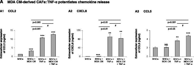 TNF-alpha  induces potent elevation in inflammatory traits in MSCs and Tumor-CM-generated CAFs. Human BM-derived MSCs were cultured with Tumor CM from MDA-MB-231 cells (MDA) (A) or from MCF-7 cells (B) over a prolonged period of time (~30 days). TNF-alpha  (50 ng/ml) or its vehicle (in control cells) was added for the last 24 hours. Expression of CCL2, CXCL8 and CCL5 was then determined in supernatants of the cells. (A) Expression of the chemokines in the four experimental groups included in the study: MSCs grown in culture for ~30 days without any additional stimulus (MSCs); MSCs grown in culture for ~30 days in the presence of Tumor CM derived from MDA-MB-231 cells (MSCs + MDA CM); MSCs grown in culture for ~30 days and stimulated by TNF-alpha  at the last 24 hours of culture (MSCs + TNF-alpha ); and MSCs grown in culture for ~30 days in the presence of Tumor CM derived from MDA-MB-231 cells and stimulated by TNF-alpha  at the last 24 hours of culture (MSCs + MDA CM + TNF-alpha ). Expression of CCL2 (A1), CXCL8 (A2) and CCL5 (A3) was determined by ELISA, in the linear range of absorbance. (B) Experimental design as in (A), but with MCF-7-derived CM. In each panel, the findings are representatives of at least n = 3 experiments that have shown similar results. In comparisons between MSCs and all other groups: *P <0.05, **P ≤0.01, ***P ≤0.001. NS, not significant. #Differences between the two indicated groups have shown variability in n ≥ 3 independent experiments and overall were not significant. Image collected and cropped by CiteAb from the following publication (//stemcellres.biomedcentral.com/articles/10.1186/s13287-015-0080-7), licensed under a CC-BY license. Not internally tested by R&D Systems.