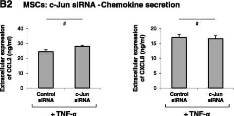 Induction of CCL2 and CLXL8 in TNF alpha -stimulated MSCs is not mediated via the AP-1 pathway. (A) Human BM-derived MSCs were stimulated by TNF-alpha  (50 ng/ml) for 5 and 10 minutes. Control cells were treated by the vehicle of TNF-alpha . c-Jun levels and phosphorylation were determined by western blot (WB) analyses. Glyceraldehyde 3-phosphate dehydrogenase (GAPDH) was used as loading control. (B) Human BM-derived MSCs were transiently transfected by small interfering RNA (siRNA) to c-Jun or by control siRNA. (B1) c-Jun expression was determined by WB analyses.  beta -Tubulin was used as loading control. (B2) Following siRNA transfection, the cells were stimulated by TNF-alpha  (25 ng/ml; in this part of the study we used a suboptimal concentration of TNF-alpha  in order to facilitate detection of inhibitory effects) for 24 hours. Expression levels of CCL2 and CXCL8 in the supernatants of the cells were determined by ELISA, in the linear range of absorbance. #siRNA to c-Jun has yielded minor increases or reductions in CCL2 and CXCL8 secretion in different experiments (see Results and discussion), and thus overall there was no significant effect on CCL2 and CXCL8 secretion. In all panels, the findings are representatives of n = 3 independent experiments that have shown similar results. Image collected and cropped by CiteAb from the following publication (//stemcellres.biomedcentral.com/articles/10.1186/s13287-015-0080-7), licensed under a CC-BY license. Not internally tested by R&D Systems.