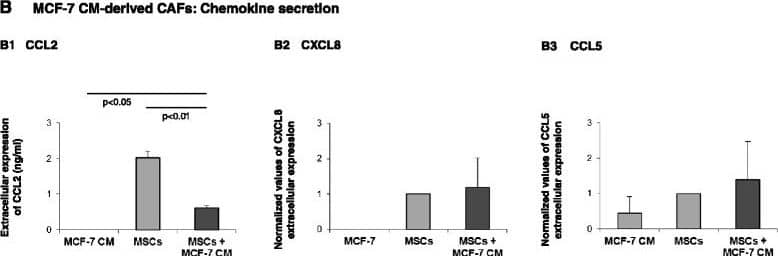 Impact of prolonged stimulation by Tumor CM on the release of inflammatory chemokines by the resulting CAFs. Human BM-derived MSCs were cultured with Tumor CM from MDA-MB-231 cells (MDA) (A) or MCF-7 cells (B) over a prolonged period of time (~30 days; MSCs + MDA CM or MSCs + MCF-7 CM, respectively). Twenty-four hours after medium exchange to fresh Tumor CM, cell supernatants were collected and the expression of CCL2 (A1, B1), CXCL8 (A2, B2) and CCL5 (A3, B3) was determined in comparison with supernatants of MSCs that were not supplemented with CM (MSCs) and with the original Tumor CM of MDA-MB-231 or MCF-7 cells alone (MDA CM or MCF-7 CM, respectively). Chemokine expression was determined by ELISA, in the linear range of absorbance. (A1), (A2), (B1) Representatives of n = 3 independent experiments that have shown similar results. (A3), (B2), (B3) Ratios between MSCs and MSCs + Tumor CM were not consistent in different experimental repeats. Therefore, in these panels, the findings are presented as mean ± standard deviation of normalized values (MSCs were given the value of 1) obtained in relevant experimental repeats (at least n = 3). Image collected and cropped by CiteAb from the following publication (//stemcellres.biomedcentral.com/articles/10.1186/s13287-015-0080-7), licensed under a CC-BY license. Not internally tested by R&D Systems.