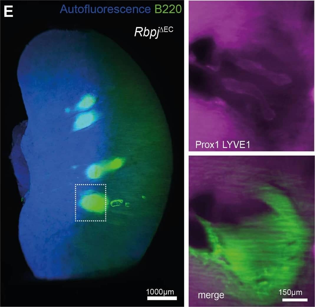 TLS formation in models of heart failure, conditional lymphatic-EC deletion of Rbpj or kidney ischemia reperfusion. D PAS staining of representative, paraffin-embedded kidney sections. Quantification of infiltrated area [in mm2] per transversal kidney cross-section (sum of all infiltrated areas per section), N = 8 biological replicates per group, Mann–Whitney test, two-tailed, p = 0.51. Graph: Scatter dot blot, Mean, SD (whiskers). ERbpj delta EC Whole kidney staining for B220 (TLS)&Prox1/Lyve1 for lymphatic collecting vessels, light sheet microscopy, ventral view, 3D reconstruction via IMARIS software; scale bar: left image 1000 µm; insets are magnifications of boxed detail, scale bar 150 µm. Exemplary image, kidneys from N = 3 mice stained. Image collected & cropped by CiteAb from the following open publication (//pubmed.ncbi.nlm.nih.gov/35440634), licensed under a CC-BY license. Not internally tested by R&D Systems.