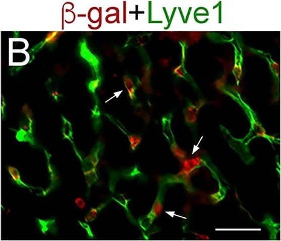 Lineage tracing results demonstrate selective  beta -gal expression in LSECs in Lyve1-Cre;ROSA-LacZ livers.(A, B) Immunofluorescence results showing expression of the lineage tracer  beta -gal in PECAM+ endothelial cells connecting to the central vein (A, yellow arrows) and in parenchymal PECAM+/Lyve1+ LSECs (white arrows in (A and B).  beta -gal is not expressed in PECAM+ central vein endothelial cells (A, arrowhead; the central vein is surrounded by GS+ hepatocytes). Images are representative of 2 individual livers. Scale bars: 25 μm. Image collected and cropped by CiteAb from the following open publication (//pubmed.ncbi.nlm.nih.gov/32154783), licensed under a CC-BY license. Not internally tested by R&D Systems.