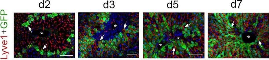 Lyve1-Cre;Wlsf/f mice are refractory to CCl4-induced hepatotoxicity.(A) (Left) Schematic of CCl4 administration&tissue harvesting using Cldn2-EGFP mice. (Right) Double-immunofluorescence results show that claudin-2/GFP+ hepatocytes (arrows) are in close proximity to the sinusoidal endothelium (Lyve1+, arrows) throughout the recovery period that follows CCl4 acute injury. (B) GS (Zone 3), Cyp2e1 (Zone 2/3)&E-cadherin (Zone 1) expression in control&Lyve1-Cre;Wlsf/f livers without CCl4 treatment. Image collected & cropped by CiteAb from the following open publication (//pubmed.ncbi.nlm.nih.gov/32154783), licensed under a CC-BY license. Not internally tested by R&D Systems.